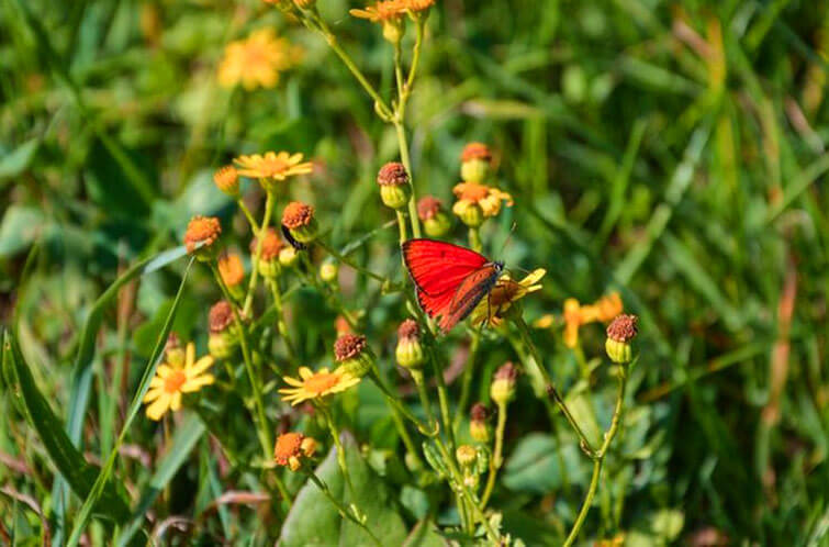 Asola Bhatti Wildlife Sanctuary wildlife adventure